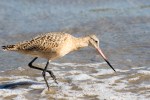 Godwit Marbled_R Ehler_2015-11-22-0172