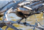 Grackle GT fem_R Ehler_2015-11-22-0012_Cr