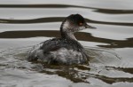 Eared Grebe