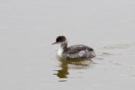 Grebe Eared_R Ehler_2015-10-25_0007