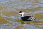 Grebe Eared_R Ehler_2015-11-22-0013