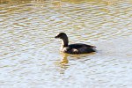 Grebe PB_R Ehler_2015-11-22-0039