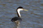 Grebe Western_J Waterman_112215_IMG_8828