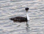 Grebe Western_R Ehler_2015-10-25_Cr_0001