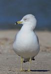 Gull Ring-bill_J Waterman_112215_IMG_8776