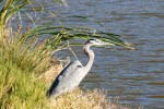 Heron GB_R Ehler_2015-11-22-0027