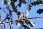 Hummingbird Allens_R Ehler_2015-11-22-0212