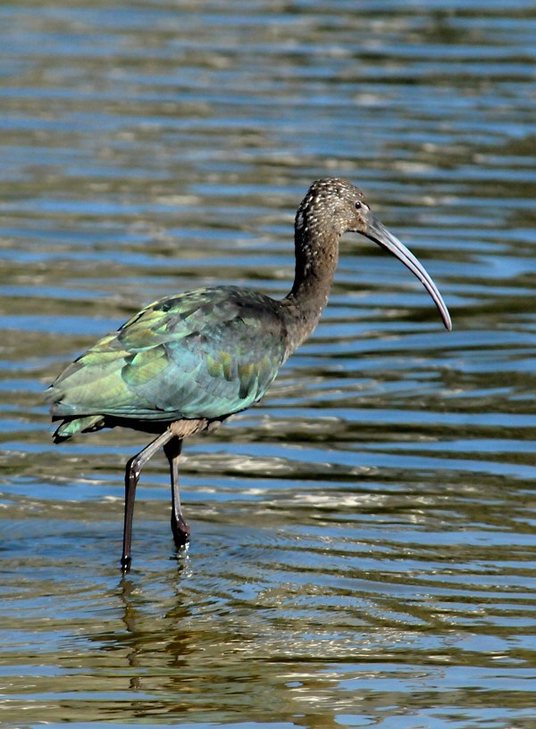 White-faced Ibis (Jim Kenney 10/21/15)