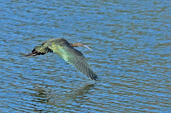 White-faced Ibis (Jim Kenney 10/21/15)