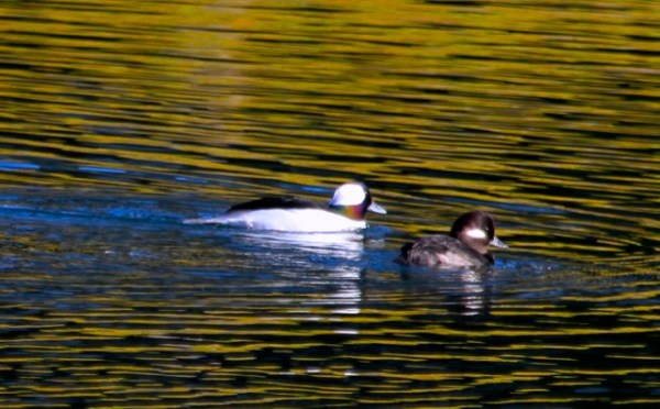 Iridescent male Bufflehead J. Waterman 11/21/15 del Rey Lagoon