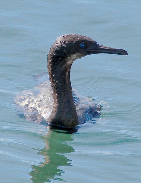 Brandt's Cormorant J. Waterman Marina de Rey 11/21/15