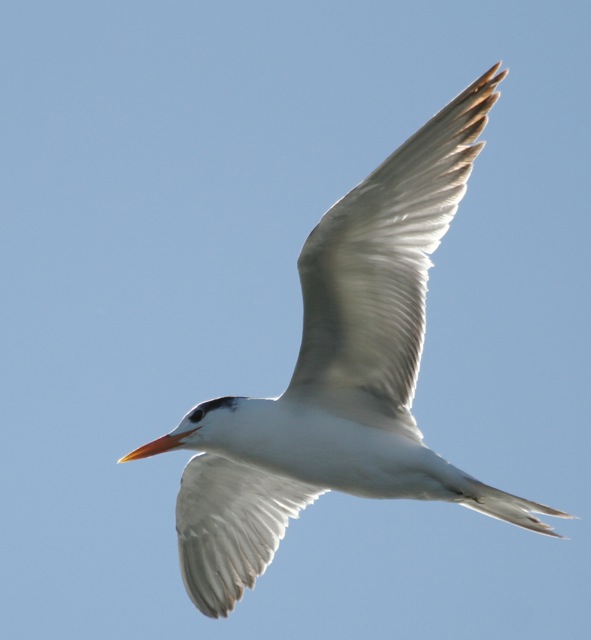 Royal Tern J.Waterman 11/21/15 Ballona Creek