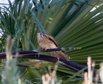Kestrel Am fem on palm_R Ehler_2015-11-22-0145_Cr