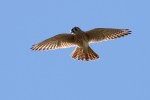 Kestrel Am flying_R Ehler_2015-11-22-0146
