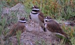 Killdeer