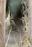 Kinglet RC_J Waterman_112215_IMG_8692