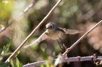 Kinglet RC_R Ehler_2015-11-22-0160