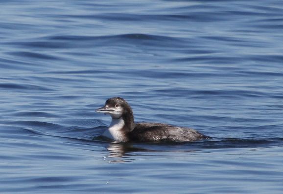 Pacific Loon - note chinstrap, slender bill, unpatterned back, sharp division between front and back of neck (J. Waterman 11/22/15)