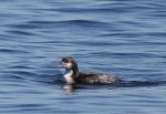 Loon Pacific chinstrap_J Waterman_112215_IMG_8822_S