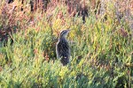 Meadowlark W_R Ehler_2015-11-22-0005