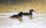 Merganser Hood pair_R Ehler_2015-11-22-0035_Cr