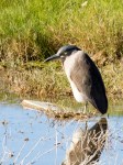 Night-heron BC_R Ehler_2015-11-22-0218_Cr