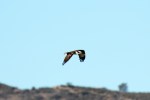Osprey_R Ehler_2015-11-22-0015_Cr