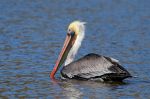 Pelican Brown adult_J Waterman_112215_IMG_8767