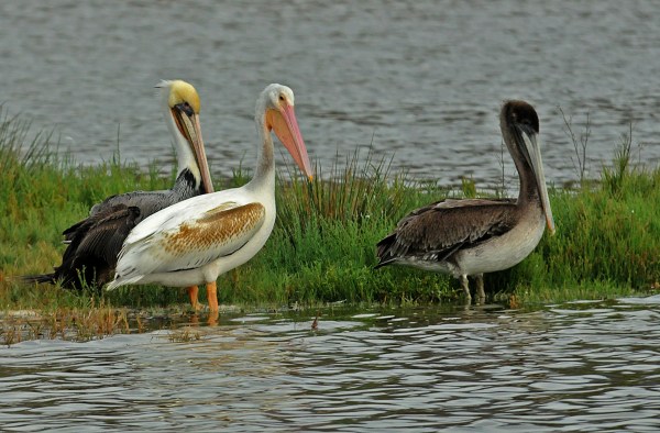 White & Brown Pelicans (Jim Kenney 10/28/15)