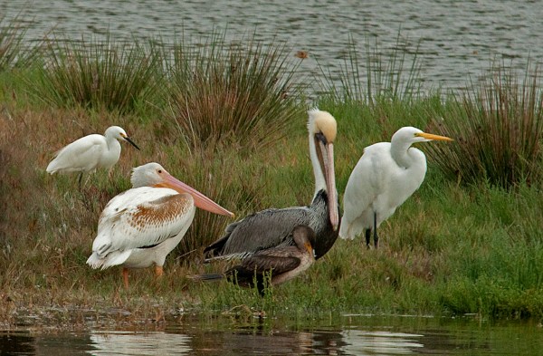 White & Brown Pelicans; Showy & Great Egrets (Jim Kenney 10/28/15)