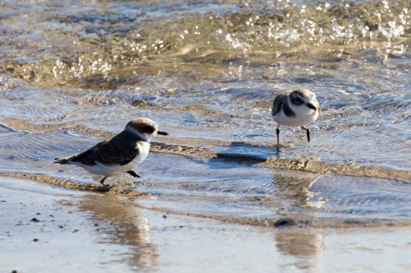 Snowy Plovers at sea's edge for a change (R. Ehler 11/22/15)
