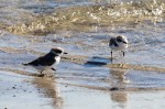 Plover Snowy 2 at water edge_R Ehler_2015-11-22-0202