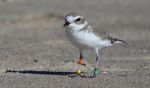 Plover Snowy band GA-OY_J Waterman_112215_IMG_8747