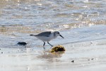 Sanderling_R Ehler_2015-11-22-0197