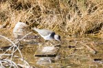 Sandpiper Spotted_R Ehler_2015-11-22-0203_S