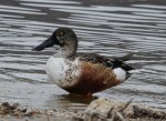 Northern Shoveler