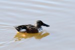 Shoveler No male_R Ehler_2015-11-22-0217