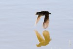 Sora flying_R Ehler_2015-11-22-0031