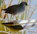 Sora on log_J Waterman_112215_IMG_8634_CrR1024