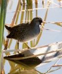 Sora on log_R Ehler_2015-11-22-0083_CrSC