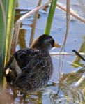 Sora standing_J Waterman_112215_IMG_8629