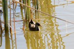 Sora swimming_R Ehler_2015-11-22-0118