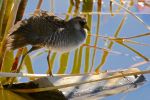 Sora wing out_J Waterman_112215_IMG_8640
