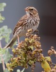 Savannah Sparrow