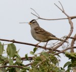 Sparrow White-crown_R Ehler_2015-10-25_Cr_0025