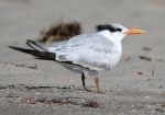 Tern Royal_J Waterman_112215_IMG_8748