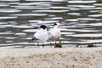 Terns Elegant_R Ehler_2015-10-25_0089