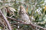 Thrush Hermit_R Ehler_2015-10-25_0098