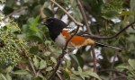 Spotted Towhee