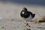 Turnstone Ruddy front much black_J Waterman_112215_IMG_8784